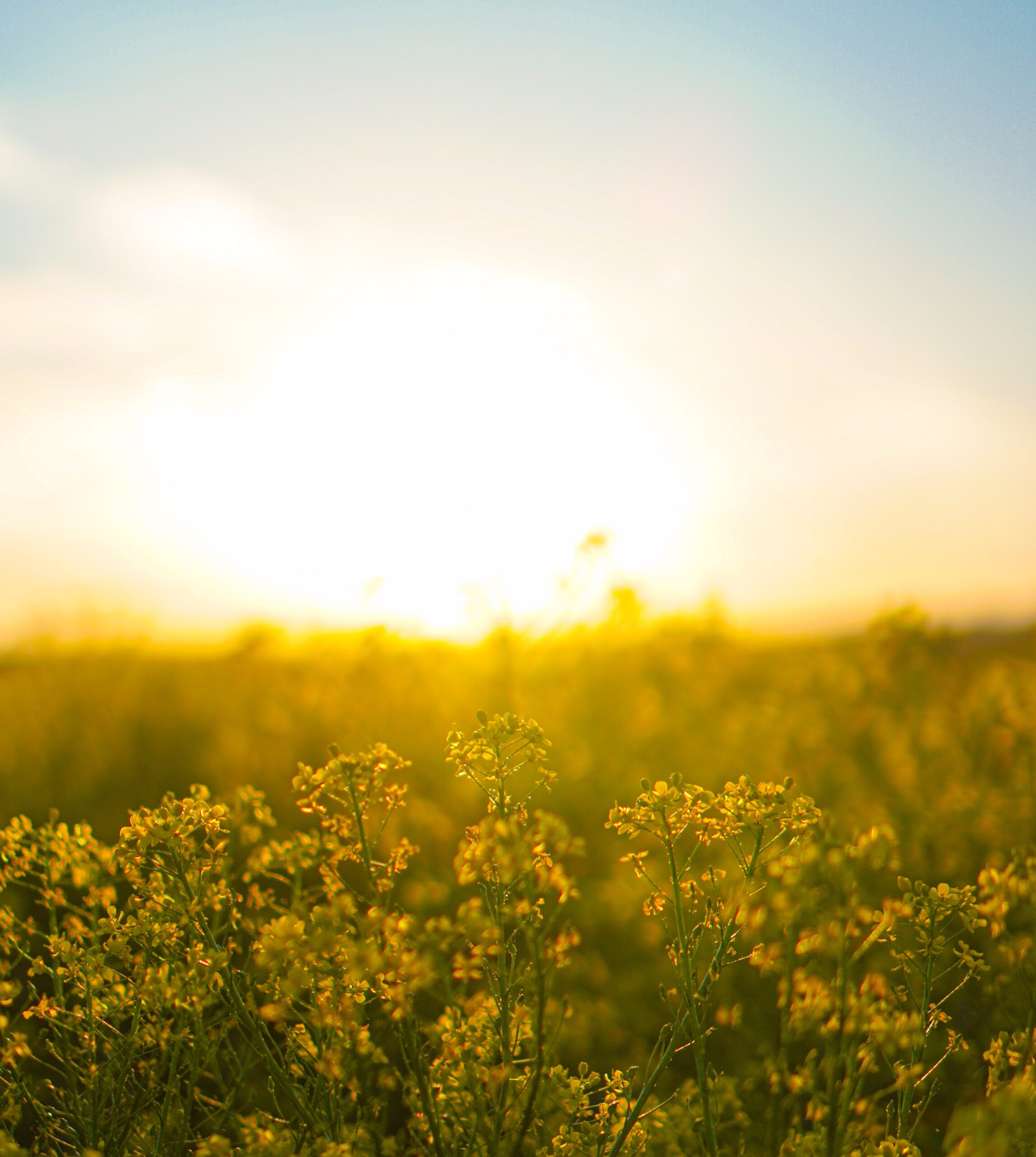 Field of flowers at sunset