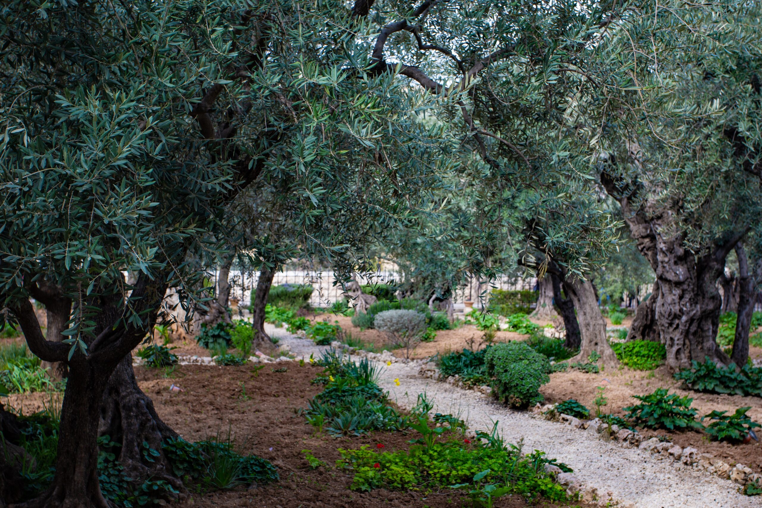 Garden with trees